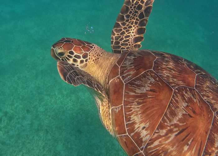 Nosy,Be,Turtle,-,Nosy,Sakatia